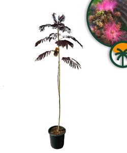 Perzische slaapboom - Albizia julibrissin 'Summer Chocolate'