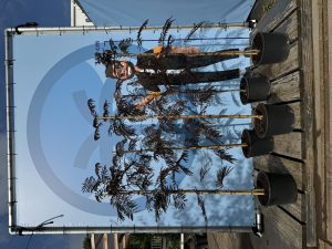 Perzische slaapboom - Albizia julibrissin 'Summer Chocolate'