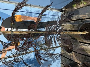 Perzische slaapboom - Albizia julibrissin 'Summer Chocolate'