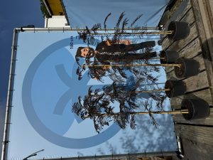 Perzische slaapboom - Albizia julibrissin 'Summer Chocolate'