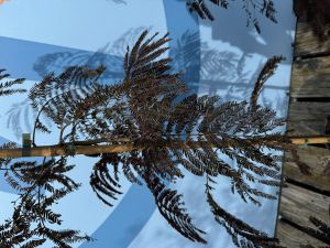 Perzische slaapboom - Albizia julibrissin 'Summer Chocolate'