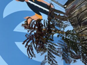 Perzische slaapboom - Albizia julibrissin 'Summer Chocolate'