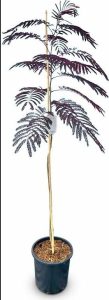 Perzische slaapboom - Albizia julibrissin 'Summer Chocolate'