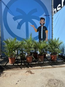 Palmboom - Chamaerops Humilis 60 cm
