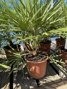 Palmboom - Chamaerops Humilis 60 cm