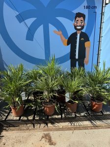 Palmboom - Chamaerops Humilis 60 cm