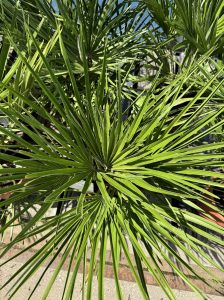 Palmboom - Chamaerops Humilis 60 cm