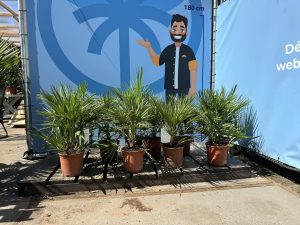 Palmboom - Chamaerops Humilis 60 cm