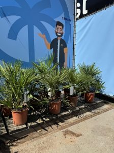 Palmboom - Chamaerops Humilis 60 cm
