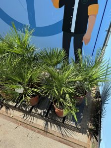 Palmboom - Chamaerops Humilis 60 cm