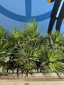 Palmboom - Chamaerops Humilis 60 cm