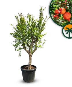 Granaatappelboom - Punica Granatum XL - 200 cm