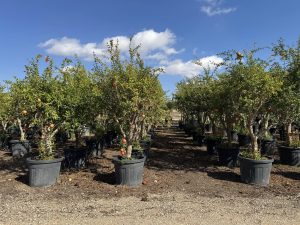 Granaatappelboom - Punica Granatum XL - 200 cm