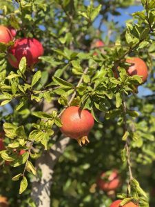 Granaatappelboom - Punica Granatum XL - 200 cm