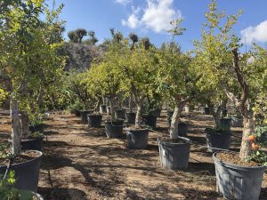Granaatappelboom - Punica Granatum XL - 200 cm