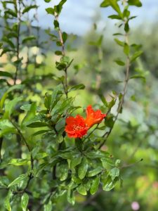 Granaatappelboom - Punica Granatum XL - 200 cm
