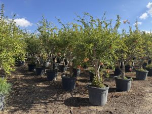 Granaatappelboom - Punica Granatum XL - 200 cm