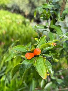 Granaatappelboom - Punica Granatum XL - 200 cm