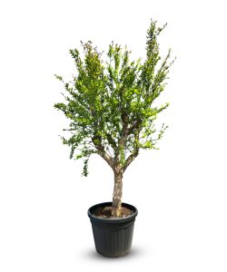 Granaatappelboom - Punica Granatum XL - 200 cm