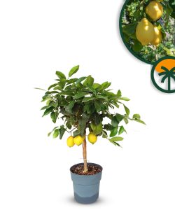 Citroenboom - Citrus Lemon - 90 cm