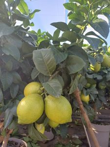 Citroenboom - Citrus Lemon - 90 cm