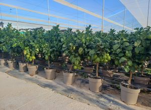 Citroenboom - Citrus Lemon - 90 cm