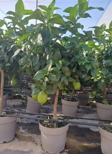 Citroenboom - Citrus Lemon - 90 cm