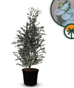 Eucalyptus Azura Gunni - 140 cm