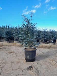Eucalyptus Azura Gunni - 140 cm