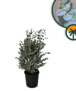 Eucalyptus Gunnii - 90 cm