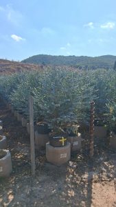 Eucalyptus Gunnii - 90 cm