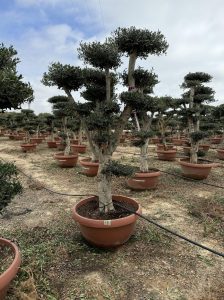 Olijfboom Pom pon - Olea Europaea