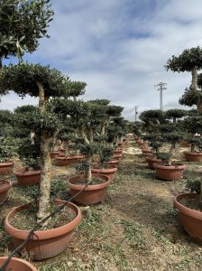 Olijfboom Pom pon - Olea Europaea