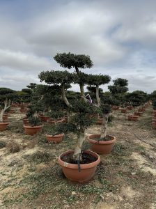 Olijfboom Pom pon - Olea Europaea