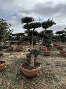 Olijfboom Pom pon - Olea Europaea