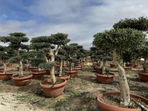 Olijfboom Pom pon - Olea Europaea