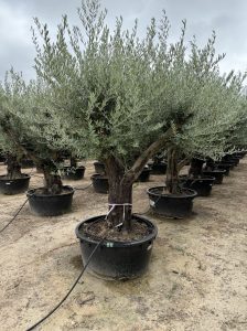 Olijfboom vertakt - Olea Europaea - 90 jaar oude boom