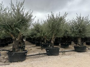 Olijfboom vertakt - Olea Europaea - 90 jaar oude boom