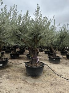 Olijfboom vertakt - Olea Europaea - 90 jaar oude boom