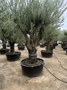 Olijfboom vertakt - Olea Europaea - 90 jaar oude boom