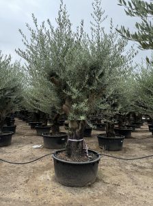 Olijfboom vertakt - Olea Europaea - 90 jaar oude boom