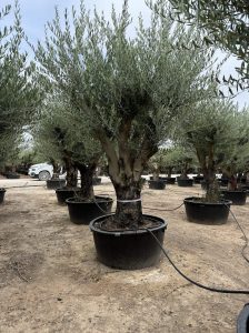 Olijfboom vertakt - Olea Europaea - 90 jaar oude boom