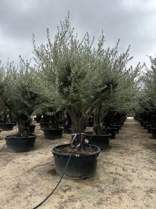 Olijfboom vertakt - Olea Europaea - 90 jaar oude boom
