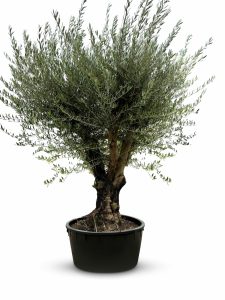 Olijfboom vertakt - Olea Europaea - 90 jaar oude boom