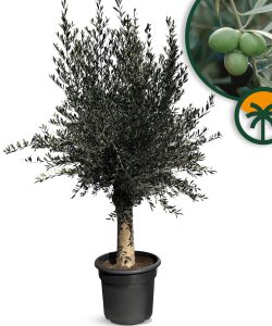 Olijfboom - Olea Europaea - 40 jaar oude boom
