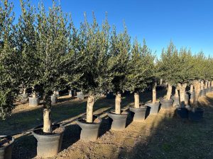 Olijfboom - Olea Europaea - 40 jaar oude boom