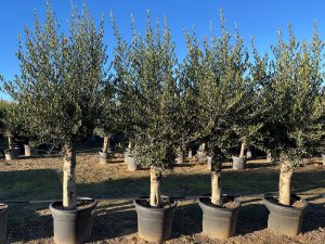 Olijfboom - Olea Europaea - 40 jaar oude boom