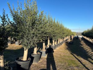 Olijfboom - Olea Europaea - 40 jaar oude boom