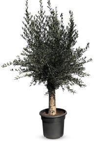 Olijfboom - Olea Europaea - 40 jaar oude boom