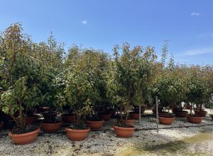 Photinia fraseri ‘Red Robin’ – meerstammige boom – Glansmispel – 180 cm